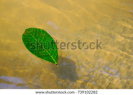 Autumn leave in the water
