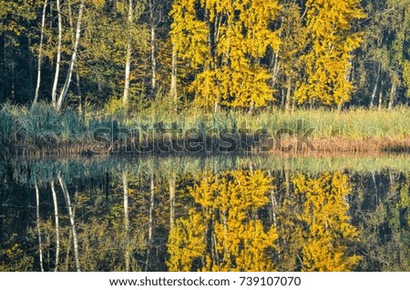 Beautiful autumn landscape. Pond and colorful trees in the forest.