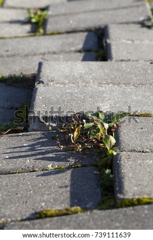 broken tiles on a pedestrian road. Through the places of the fault and the junction of the tiles grew, closeup