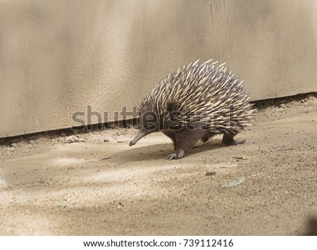 Short-Nosed Echidna.
 In appearance echidna like a hedgehog or a porcupine, she also almost the whole body covered with needles.