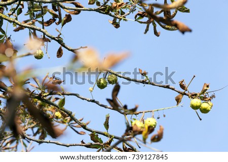 green sharp chest of chestnut in the autumn season. photo close-up on a background of blue sky