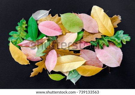 Autumn leaves isolated on black background