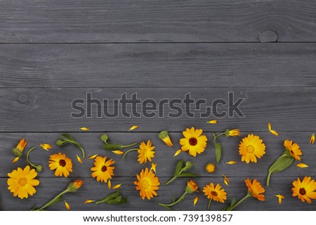Calendula. Marigold flower on black white background with copy space for your text. Top view