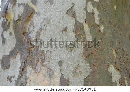 Plane tree bark of white and green color and its pattern as background