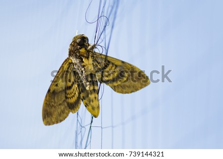 Image of butterfly (Moth) is attached to the net. Insect.