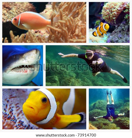 Collage composed of pictures from Red Sea. Marine life concept.