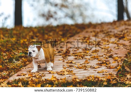 Lovely English Bulldog puppy walking in autumn forest. Small dog in yellow foliage. Pretty domestic animals. Landscape with a dog. Best friend forever.