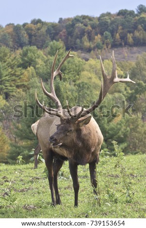 Bull Elk Photograph taken in Elk County, Elk State Forest, Benezette, Pennsylvania.