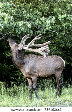 Bull Elk Photograph taken in Elk County, Elk State Forest, Benezette, Pennsylvania.