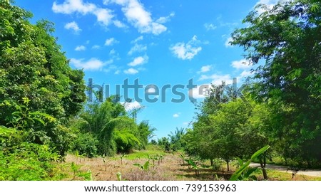 Rich forest and bright sky