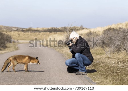 Older Woman Taking A Photo of A Red Fox in the Dunes