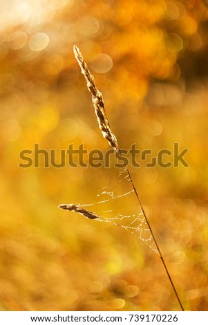 Autumn colors of dry grass and sunshine in the background.