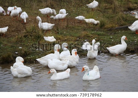 a flock of white geese in the open air