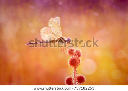 Romantic Beautiful Dragonfly Royalty-Free Stock Photo #739182253