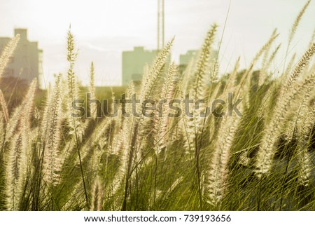 grass flower and the green leaves against the sunlight during twilight
