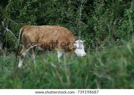 Cow feeding on the grass fields in Switzerland. Montbéliarde cattle.