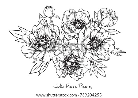  Peony Julia rose flowers drawing with line-art on white backgrounds.