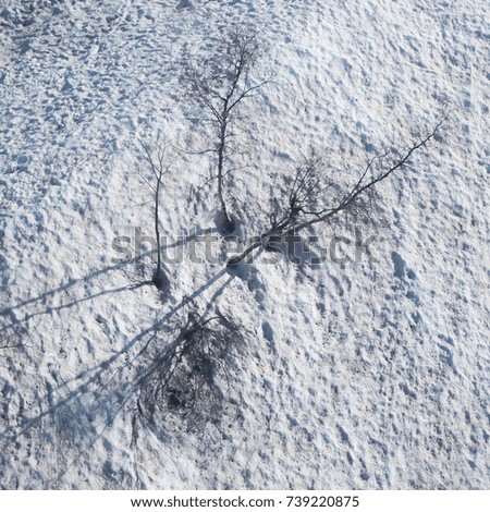 Above winter field covered by snow in Russia. Aerial view on birch trees in daylight square picture. 