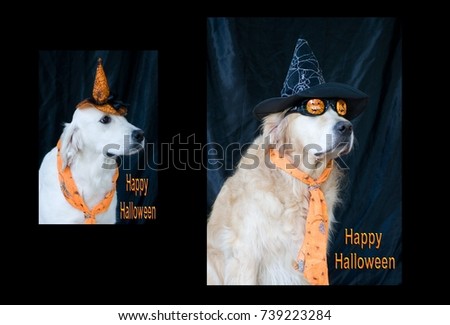 Golden Retrievers In The Holiday Spirit Dressed In Halloween Costumes