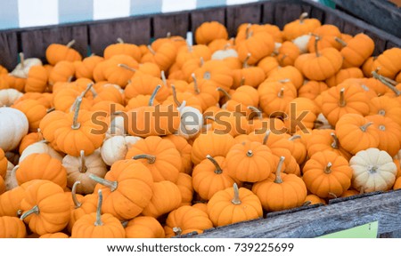 Decorative mini pumpkins for sale at an outdoor farmer's market in the fall Royalty-Free Stock Photo #739225699