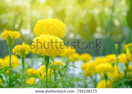 Blooming yellow flower glow in garden on soft and warm light background.