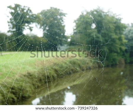 Spider web on the morning