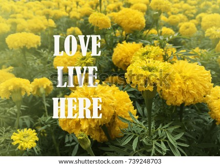 Inspirational quote on blurred flower background