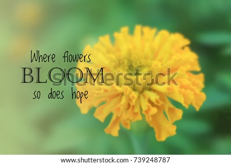 Inspirational and motivation quote on blurred flower background