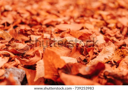 Orange autumn leaves.