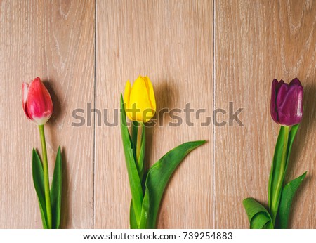 yellow, pink and purple tulips lie on a light wooden table