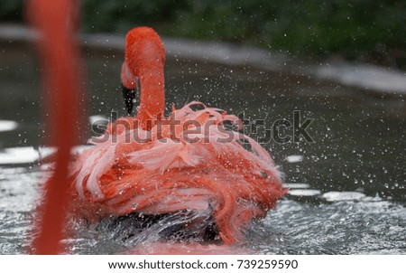 Greater flamingo( Phoenicopterus roseus) bird playing in water in Japan.