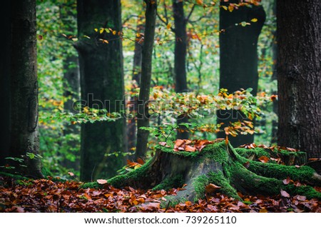 BEECHES - Beech forest landscape in autumn