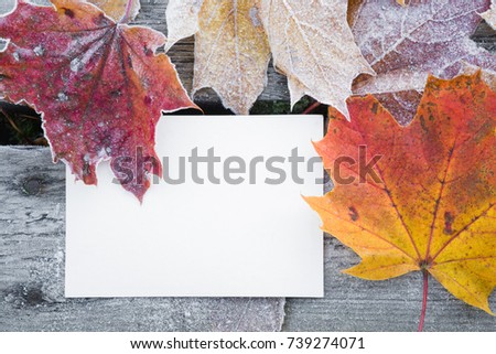 White blank greeting card with colorful maple leaves on the frozen wooden boards. Mock up for holiday post cards for good mood and seasonal offers as advertising. Empty place for a text. 