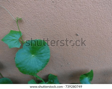 Fresh green leaf near the wall.