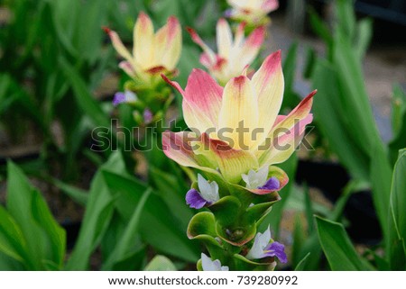 Siam tulips blooming in the garden at Panomsarakham, Thailand.