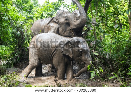 Thailand Elephant