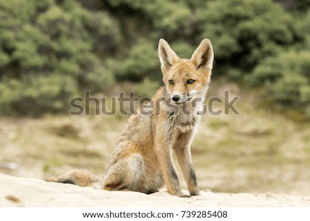 Young Red Fox Sitting on the Sand