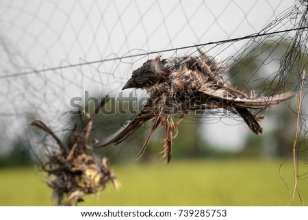 Bird flies into the hunter's net. Which is painful because the mesh is fixed and no freedom.