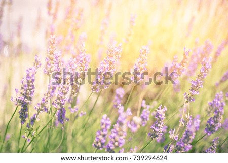 Lavender Bush. Horizontal Toned Close Up Shot with Bright Sunlight