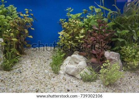 Heavily planted freshwater aquarium on Natural background