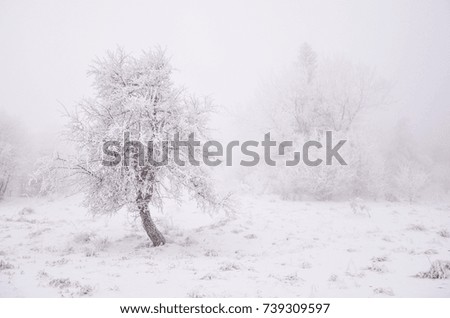 Alone winter tree in white landscape