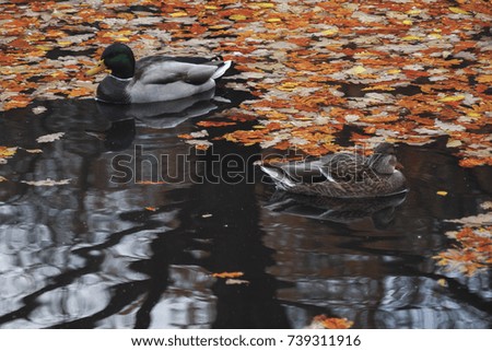 Two ducks swimming in autumn leaves
