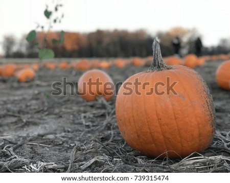 Pumpkin in a pumpkin field