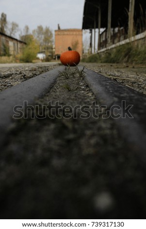 Pumpkin on the fabrik.  Pumpkin. blur