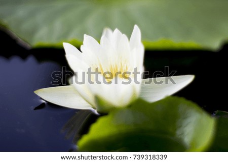 The white Lotus is floating on the water with leaf