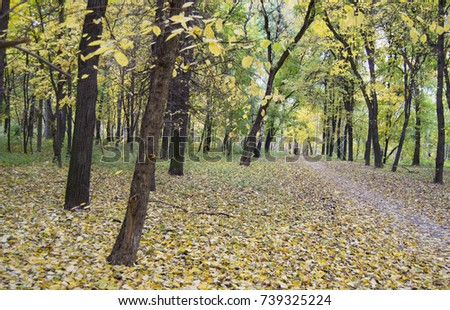 autumn landscape in the city park