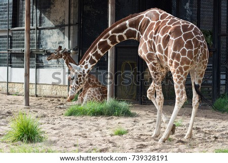 Two giraffe in Saint-Petersburg zoo with long necks
