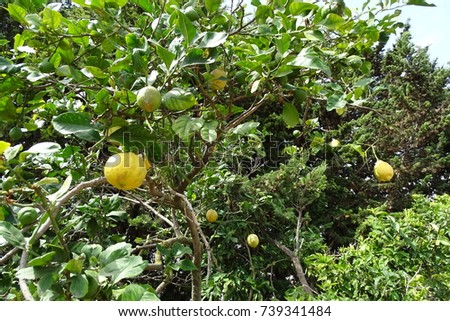 lemon tree with lemons maturing in the branches