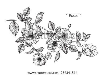 Rose flowers drawing with line-art on white backgrounds.