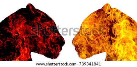 Panthers of fire look at each other on a white background , isolated objects, predators, a symbol of strength and beauty